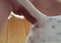 homem comendo cu de cachorro