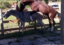cavalo comendo burro