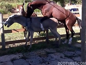 cavalo comendo burro