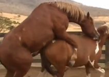cavalo comendo égua