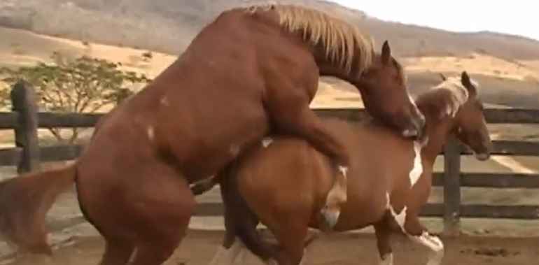 cavalo comendo égua