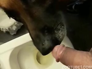 dog licks until he enjoys