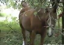 horse sexo