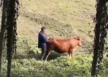 homem comendo uma vaca