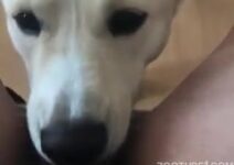 zoofilia cachorro lambendo buceta