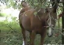 horse cum inside ass