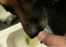 dog sucking